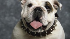 Bulldog British tongue