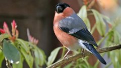 Bullfinch bird red