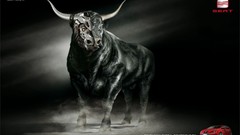 Bulls