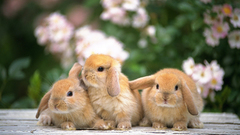 Bunnies