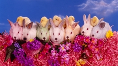 Bunnies and chicks widescreen