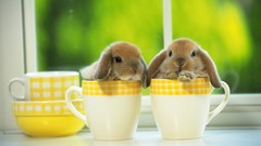 Bunnies Animals baby animals