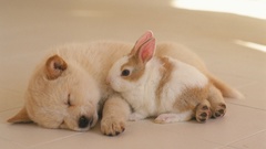 Bunnies Animals Dogs Puppies