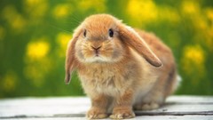 Bunnies Animals rabbits