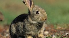 Bunnies Animals rabbits