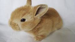 Bunnies Animals rabbits