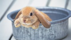 Bunnies Animals rabbits