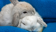 Bunnies Animals rabbits baby