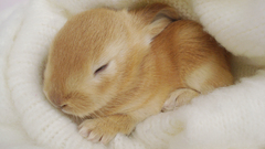 Bunnies Animals rabbits baby