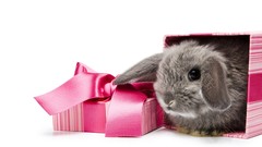 Bunnies baby animals