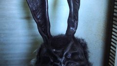 Bunnies creepy Movies donnie