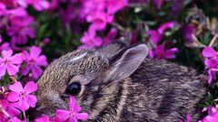 Bunnies Flowers Animals rabbits