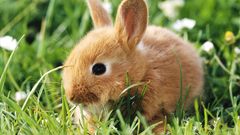 Bunnies Green Animals grass