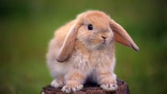 Bunnies Green Animals rabbits