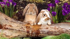 Bunnies nature Animals