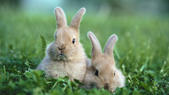 Bunnies nature Animals grass