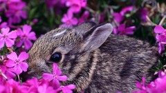 Bunnies nature Flowers rabbits