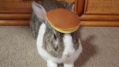 Bunnies pancakes
