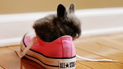 Bunnies pink rabbits Converse