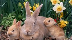 Bunnies rabbits daffodils