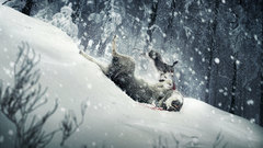 Bunnies snow Frozen Wolves