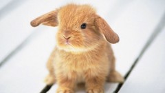 Bunnies tails Animals rabbits