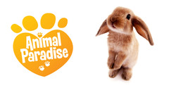 Bunny animal paradise