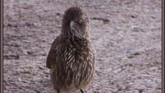 Burd orange eyes bird