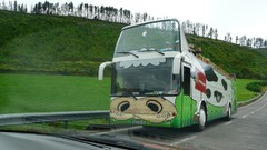 Bus Cows Azores