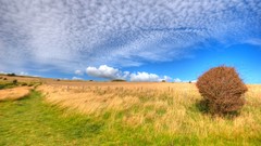 Bush field grass sky