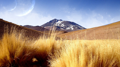 Bushes blue sky desert