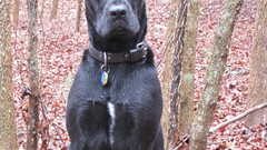 But little stole Buddy img