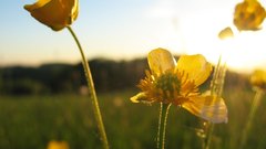 Buttercup Flowers flower