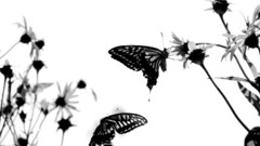 Butterflies