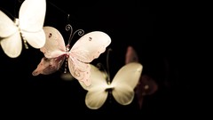 Butterflies