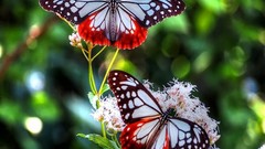 Butterflies