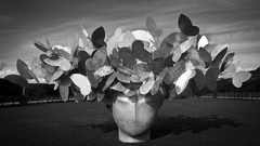 Butterflies abstract sculptures grayscale