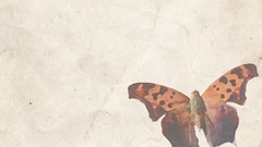 Butterflies abstract white background artwork