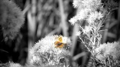 Butterflies black and white Plants selective coloring