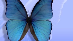 Butterflies blue color insect