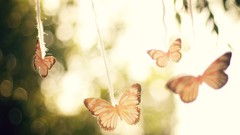 Butterflies bokeh