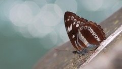 Butterflies butterfly wings