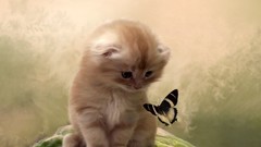 Butterflies cats Kittens