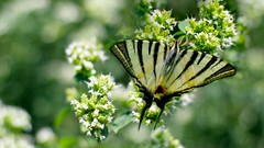 Butterflies close-up