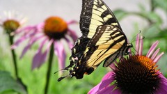 Butterflies coneflowers