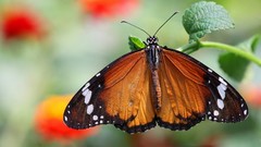 Butterflies depth of field