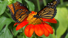 Butterflies Flowers insect