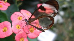 Butterflies Glasswing Butterfly