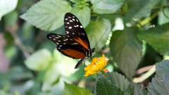 Butterflies Green Flowers insects