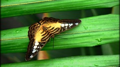 Butterflies Green grass water